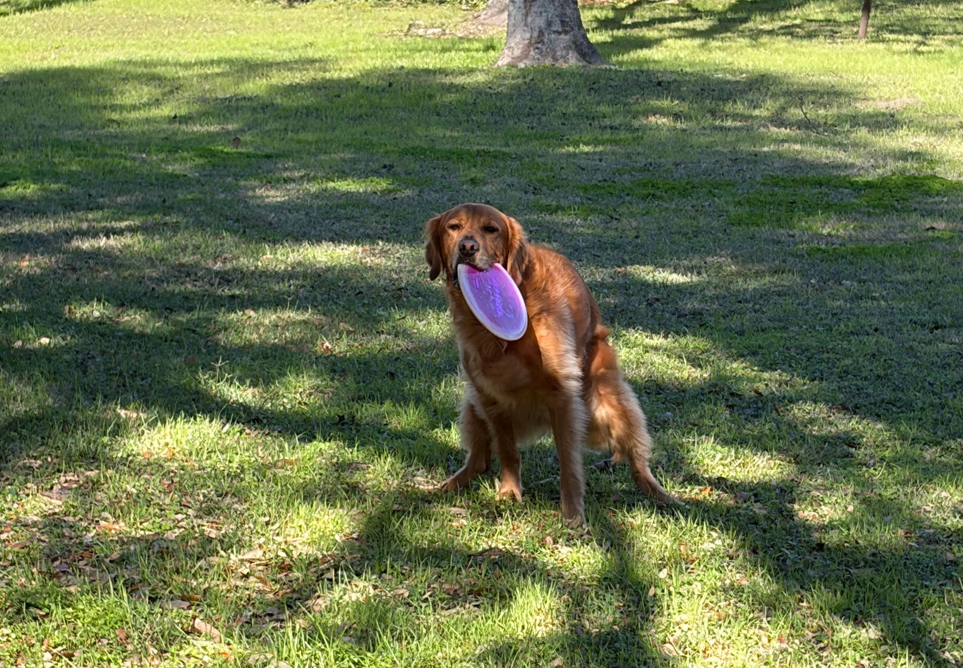 Dog pooping with frisbee in mouth located in backyard