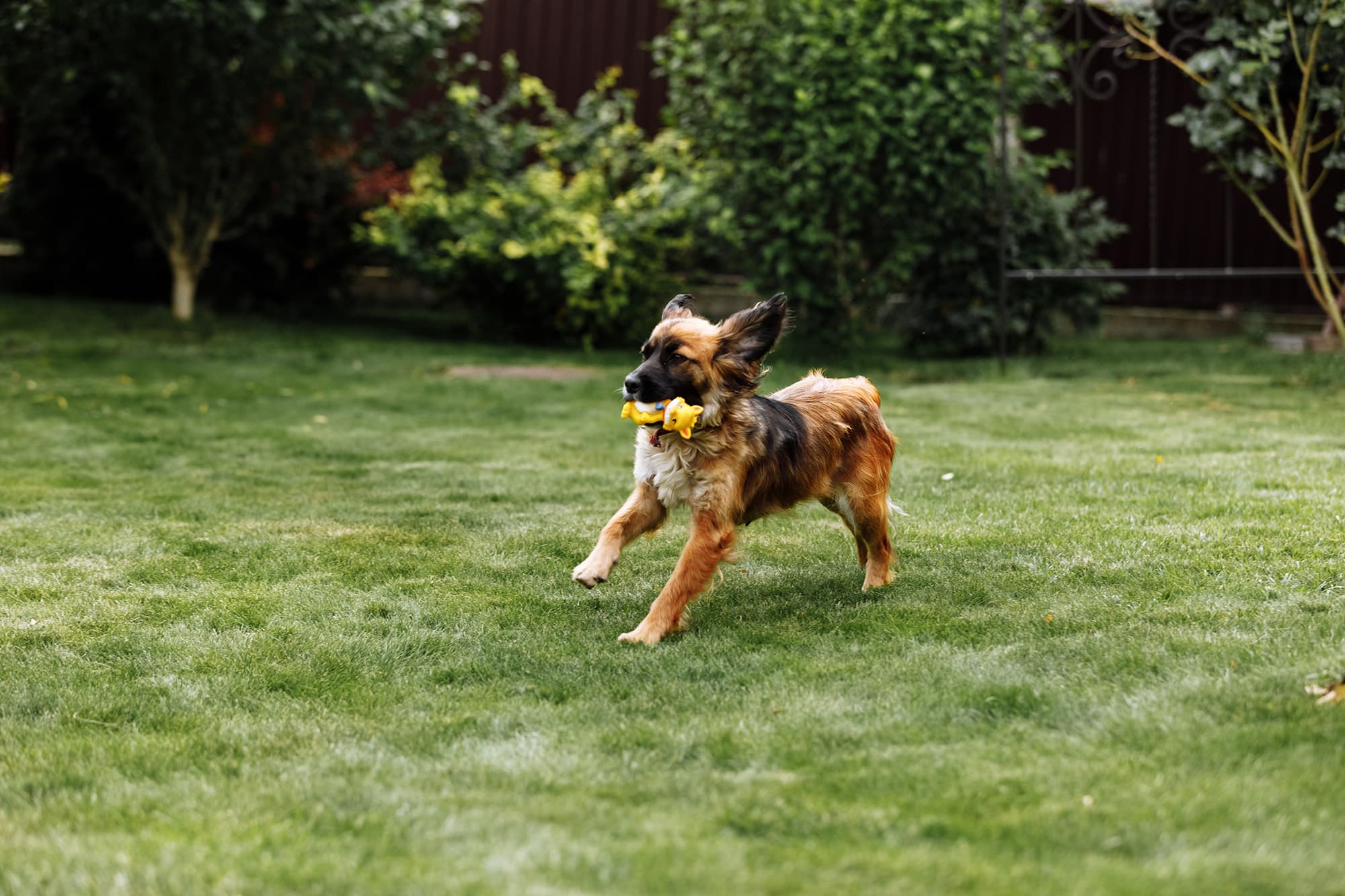 Dog pooping with frisbee in mouth located in backyard